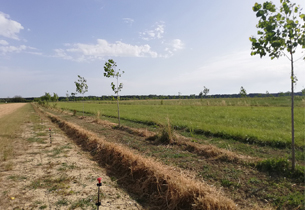 Agromix Project Trial Site Arnino