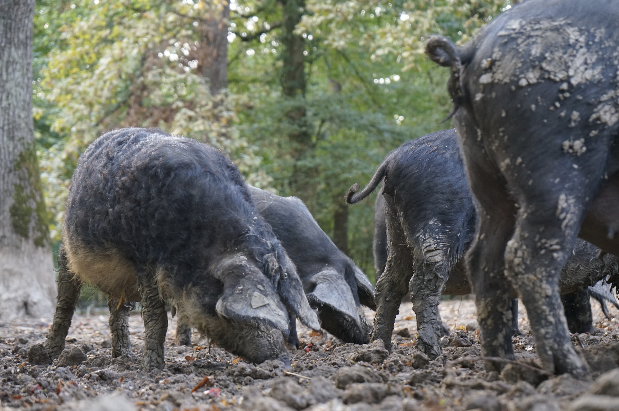 Pigs rummage around in a Serbian agroforestry system